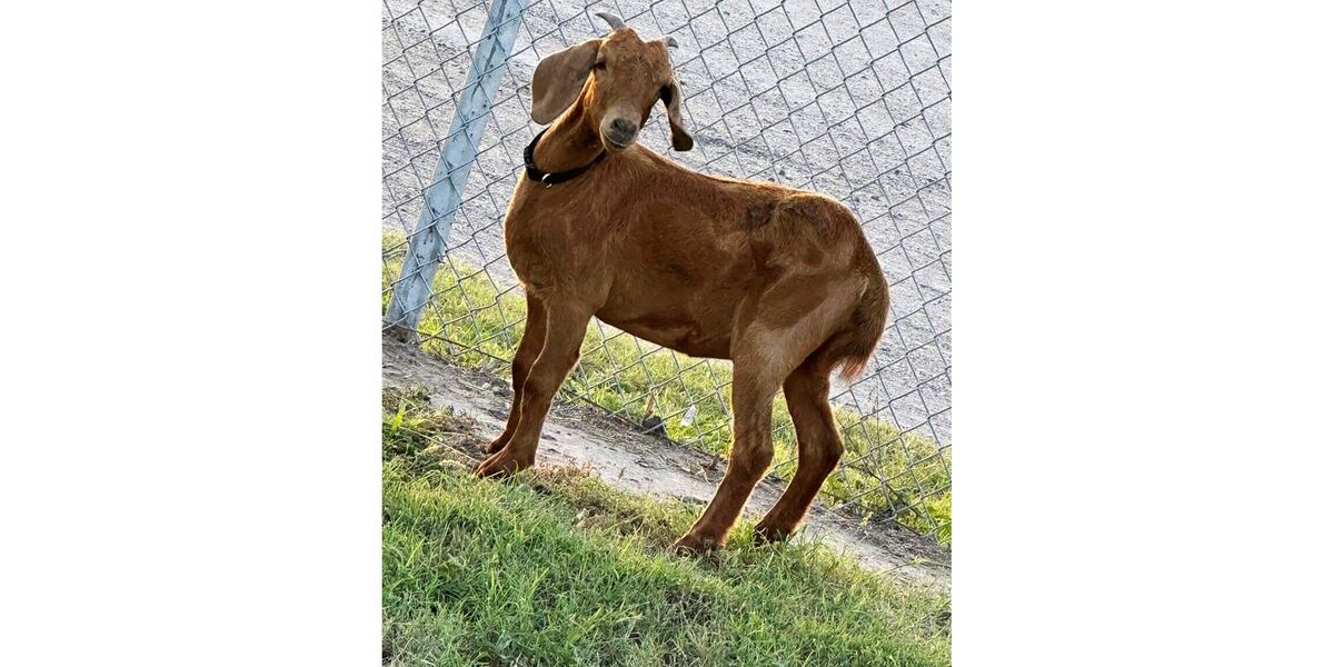 Edo Rodeo Goat Avid search for missing Texas rodeo goat bringing residents of a small ...
