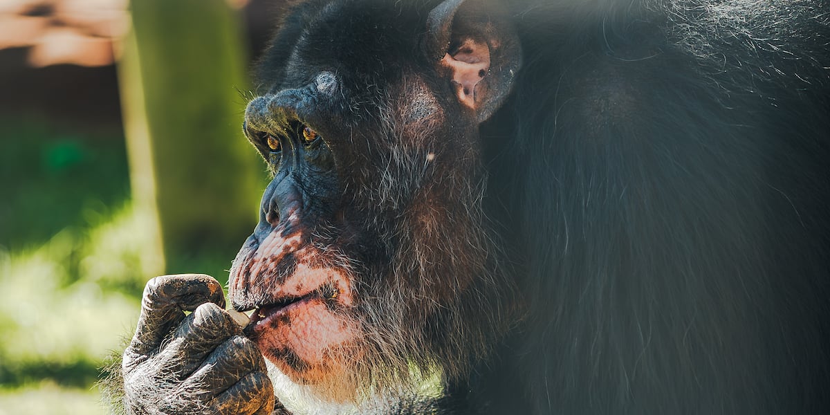 Chimp Con Chimp Haven to open doors for Chimpanzee Discovery Day