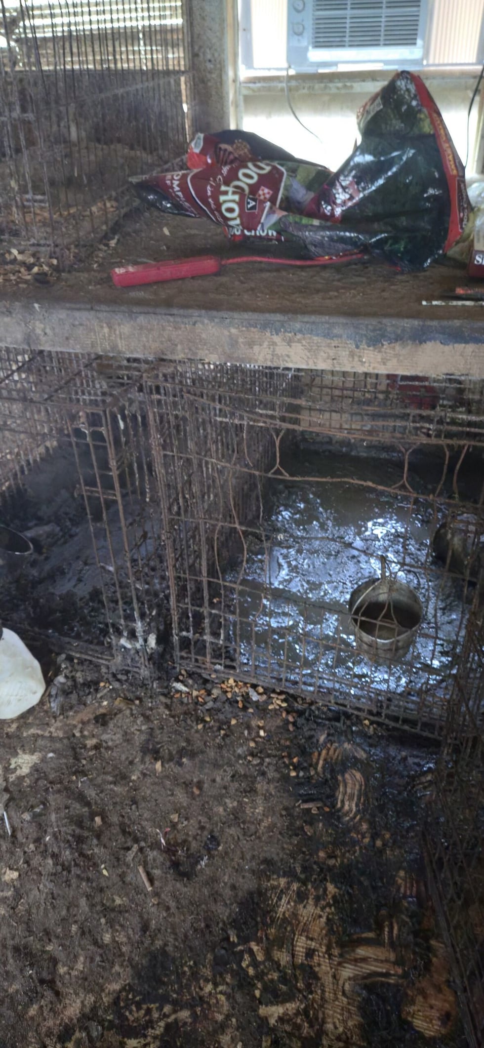 Thirteen dogs were rescued from a home in Haughton after officers found them in deplorable...