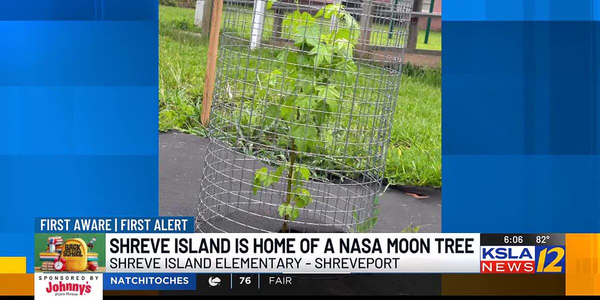 Shreve Island Elementary s earned NASA moon tree growing Shreve Island Elementary s earned NASA moon tree growing