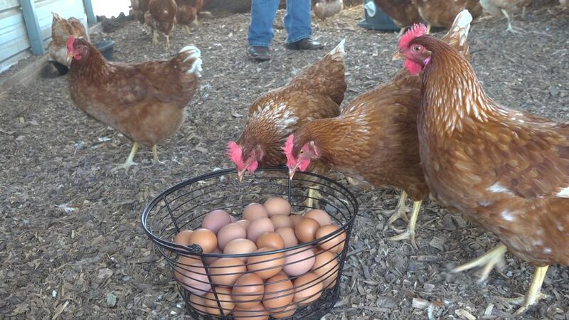 Although egg prices in grocery stores are on the rise due to bird flu, Emily and Daniel Smith,...