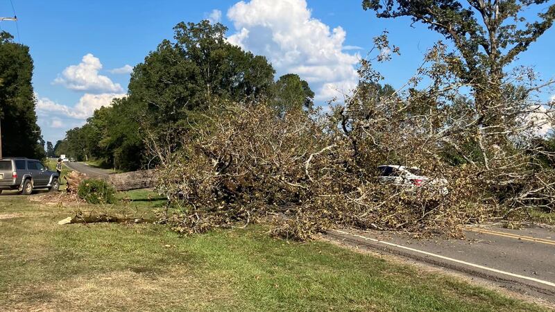 A driver miraculously escaped with only minor injuries when a large tree fell on their car...