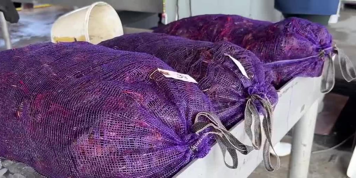 Louisiana crawfish farmers hope CRAW Act fixes worker shortage that hurt 2026 season